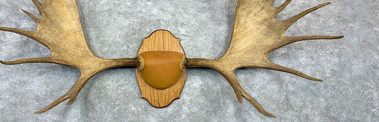 d horns and antlers 1240x400