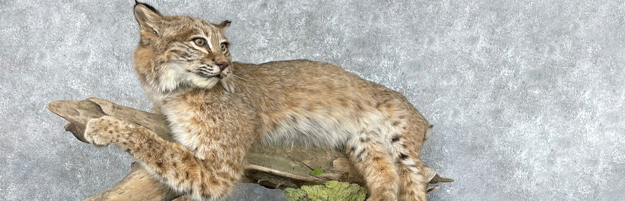 d north american 1240x400