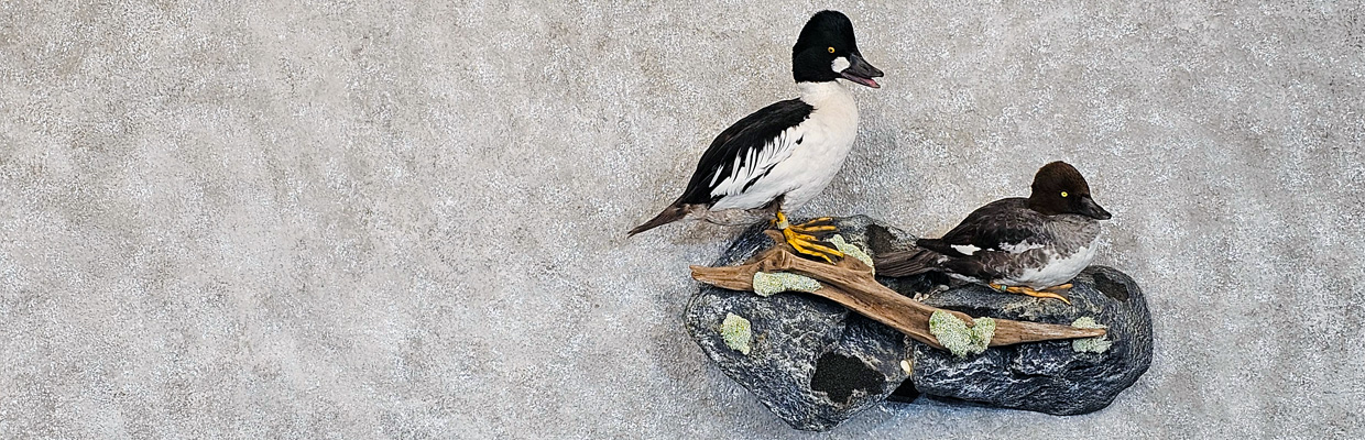 d waterfowl 1240x400