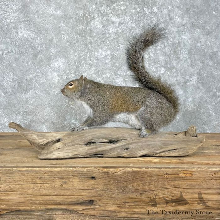 grey squirrel life size taxidermy mount for sale grey squirrel life size taxidermy mount for sale