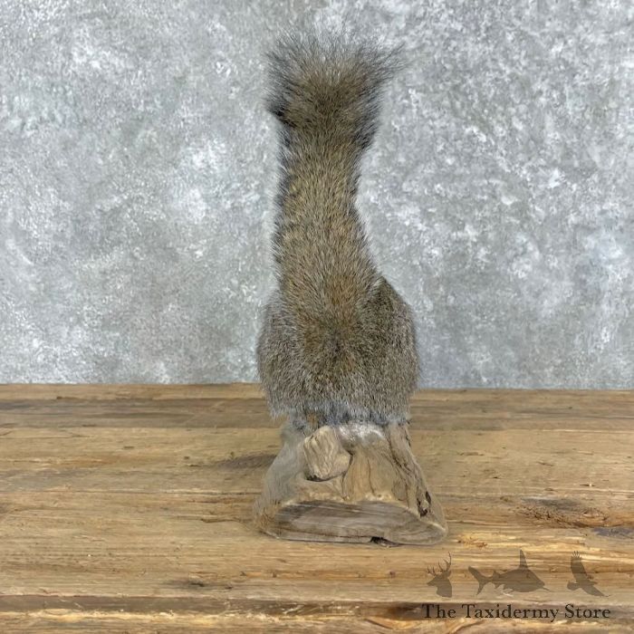 grey squirrel life size taxidermy mount for sale grey squirrel life size taxidermy mount for sale