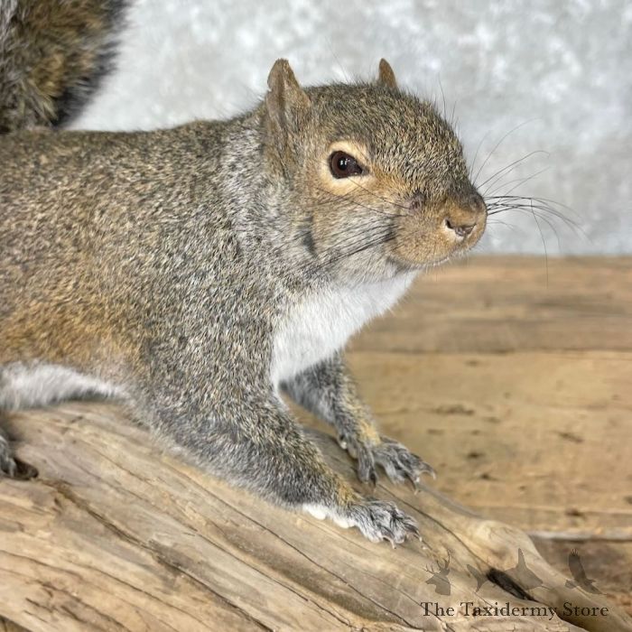 grey squirrel life size taxidermy mount for sale grey squirrel life size taxidermy mount for sale