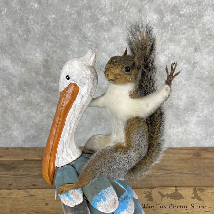 novelty grey squirrel taxidermy mount for sale novelty grey squirrel taxidermy mount for sale