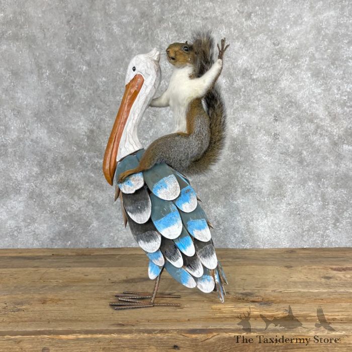 novelty grey squirrel taxidermy mount for sale novelty grey squirrel taxidermy mount for sale