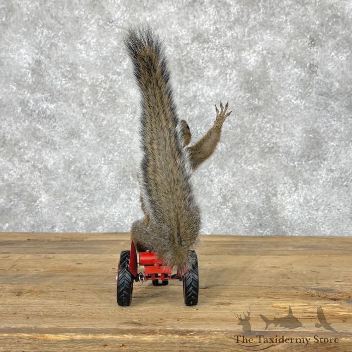 novelty grey squirrel taxidermy mount for sale novelty grey squirrel taxidermy mount for sale