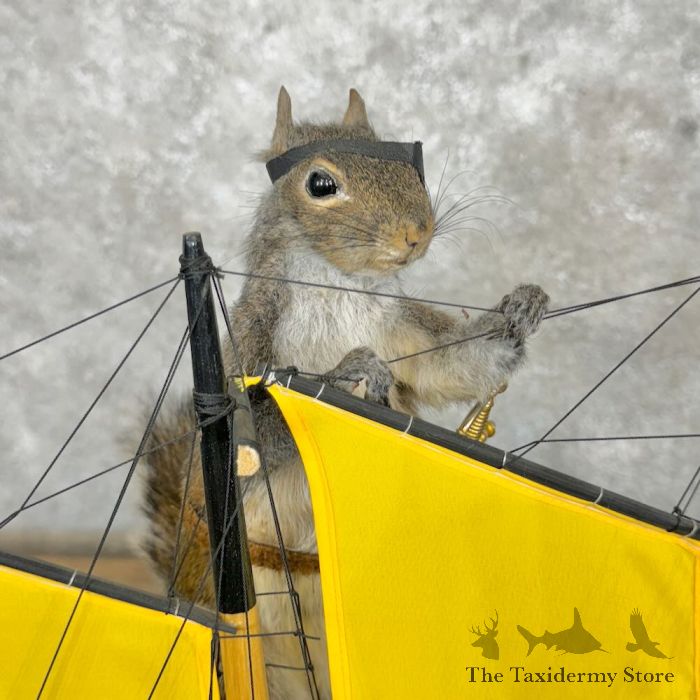 novelty grey squirrel taxidermy mount for sale novelty grey squirrel taxidermy mount for sale