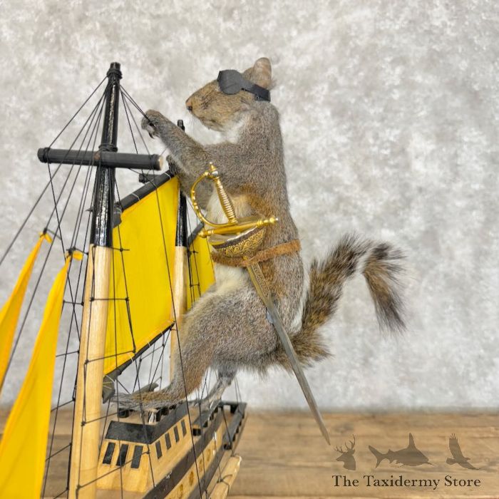 novelty grey squirrel taxidermy mount for sale novelty grey squirrel taxidermy mount for sale