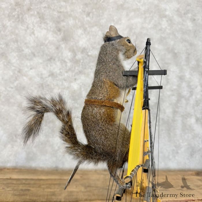 novelty grey squirrel taxidermy mount for sale novelty grey squirrel taxidermy mount for sale