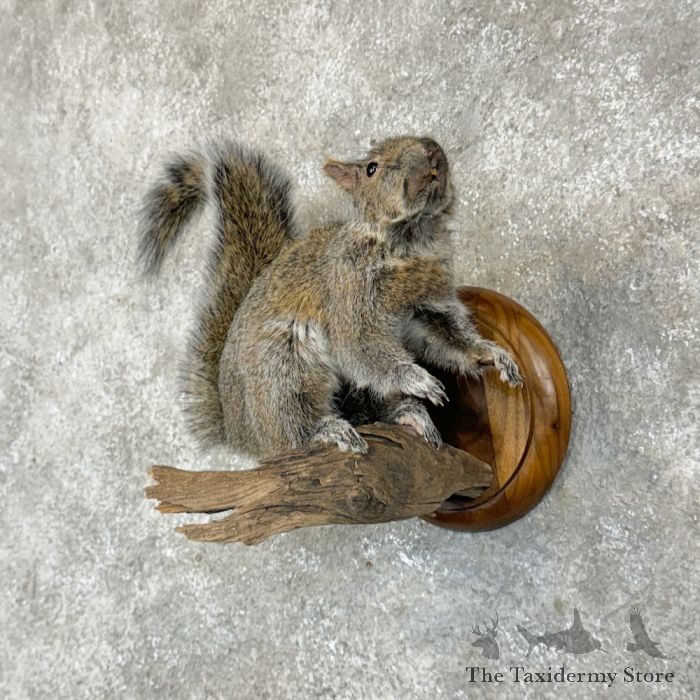 grey squirrel life size taxidermy mount for sale grey squirrel life size taxidermy mount for sale