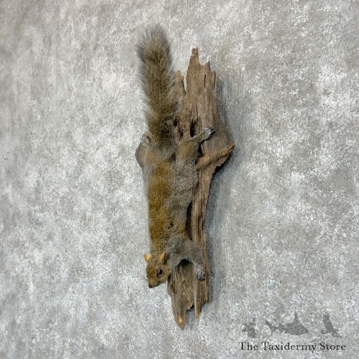 grey squirrel life size taxidermy mount for sale grey squirrel life size taxidermy mount for sale