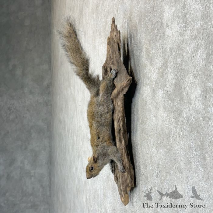 grey squirrel life size taxidermy mount for sale grey squirrel life size taxidermy mount for sale