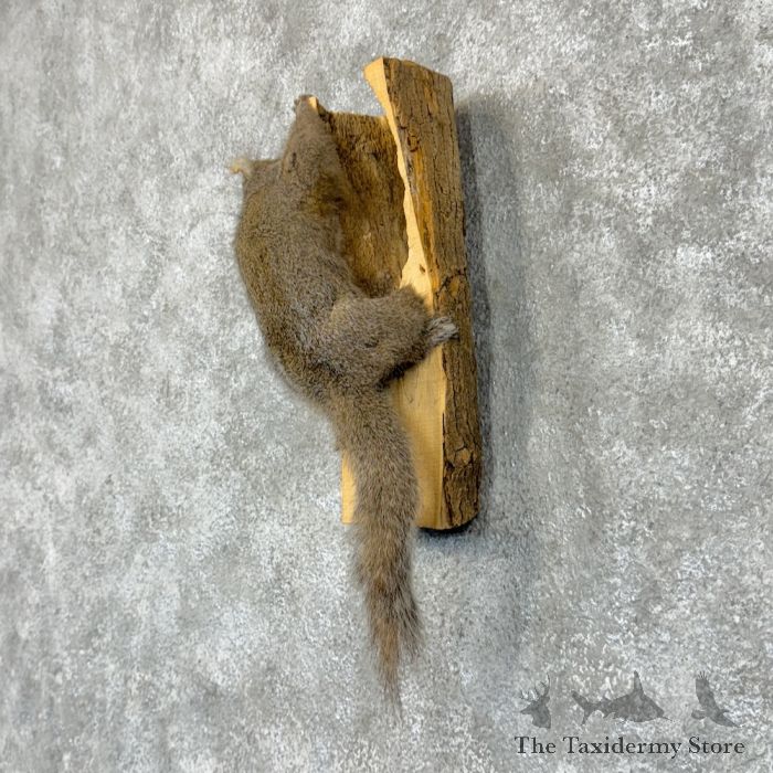 grey squirrel life size taxidermy mount for sale grey squirrel life size taxidermy mount for sale