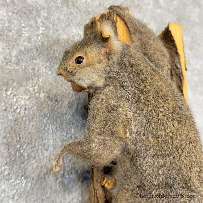 grey squirrel life size taxidermy mount for sale grey squirrel life size taxidermy mount for sale
