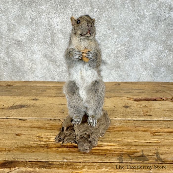 grey squirrel life size taxidermy mount for sale grey squirrel life size taxidermy mount for sale