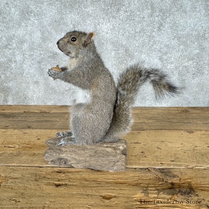 grey squirrel life size taxidermy mount for sale grey squirrel life size taxidermy mount for sale