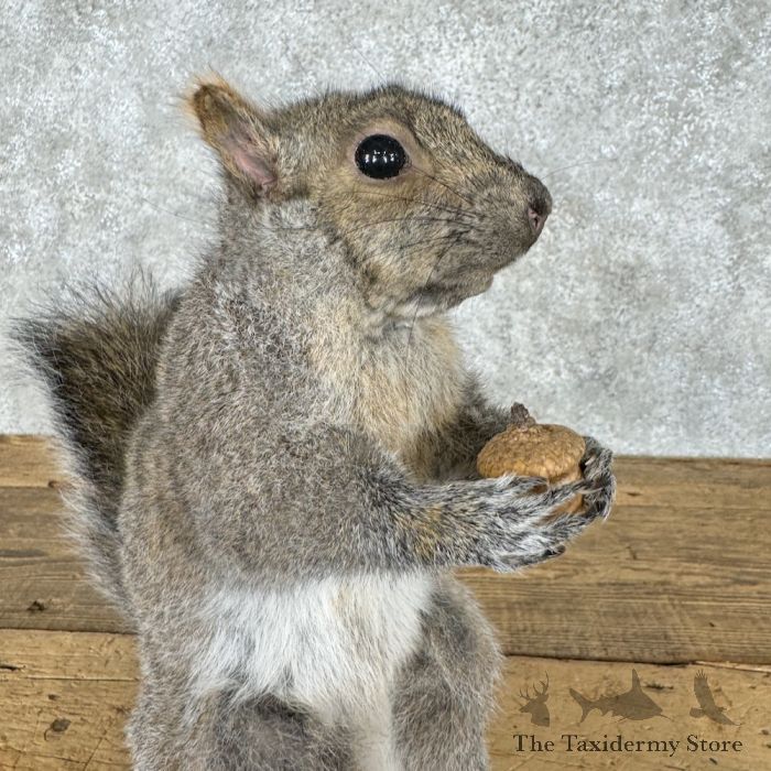 grey squirrel life size taxidermy mount for sale grey squirrel life size taxidermy mount for sale