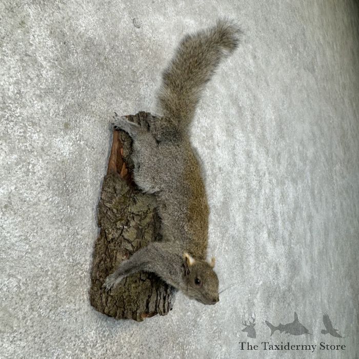 grey squirrel life size taxidermy mount for sale grey squirrel life size taxidermy mount for sale