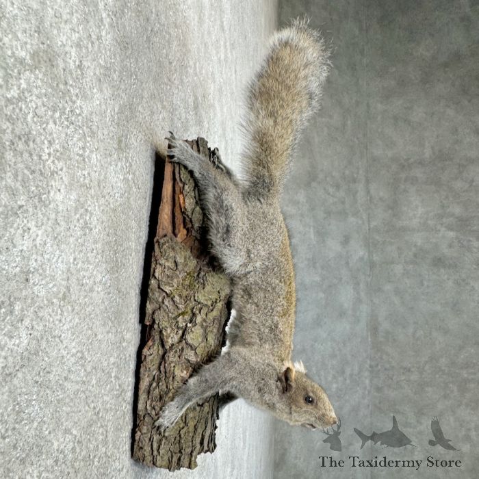 grey squirrel life size taxidermy mount for sale grey squirrel life size taxidermy mount for sale