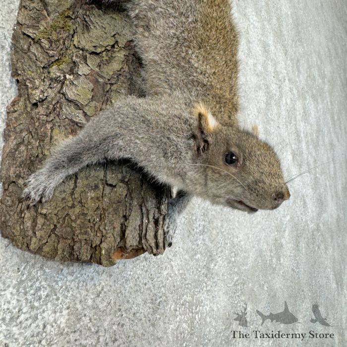 grey squirrel life size taxidermy mount for sale grey squirrel life size taxidermy mount for sale