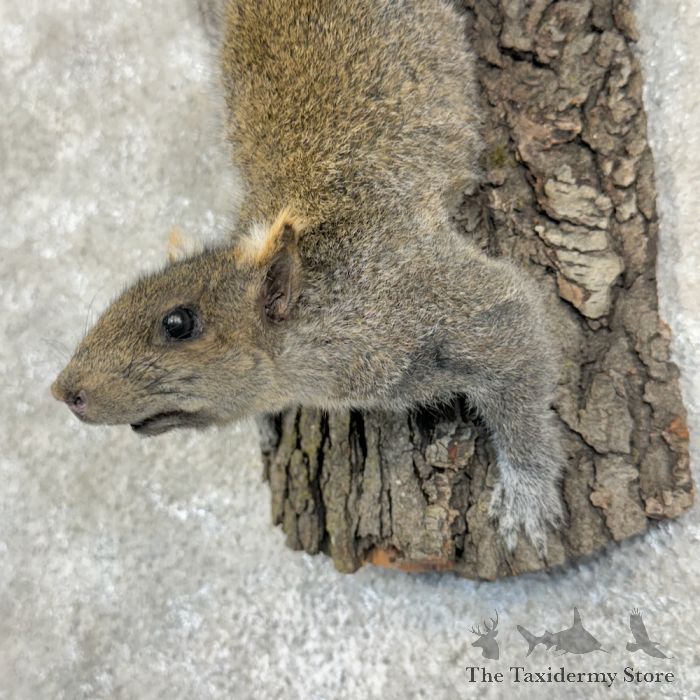 grey squirrel life size taxidermy mount for sale grey squirrel life size taxidermy mount for sale