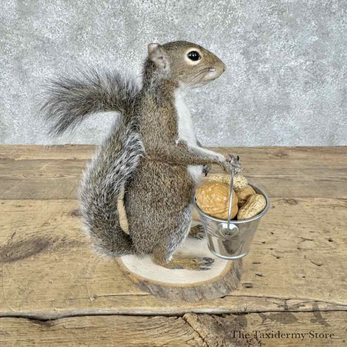 grey squirrel novelty taxidermy mount for sale grey squirrel novelty taxidermy mount for sale