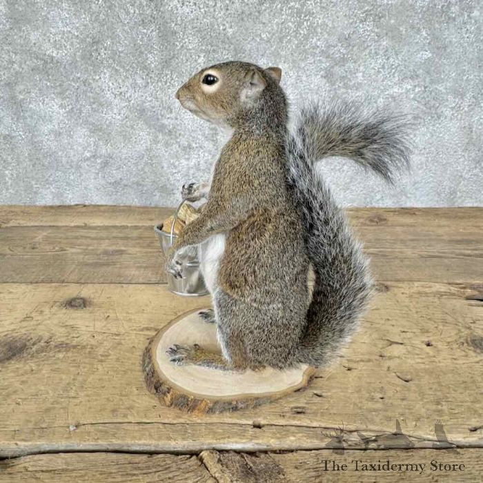 grey squirrel novelty taxidermy mount for sale grey squirrel novelty taxidermy mount for sale