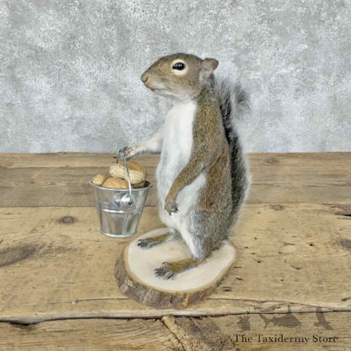 grey squirrel novelty taxidermy mount for sale grey squirrel novelty taxidermy mount for sale