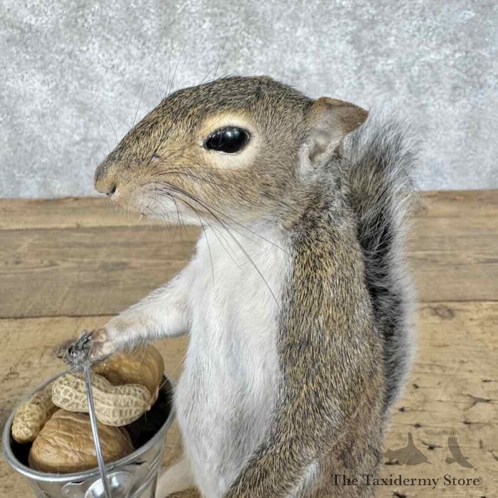 grey squirrel novelty taxidermy mount for sale grey squirrel novelty taxidermy mount for sale