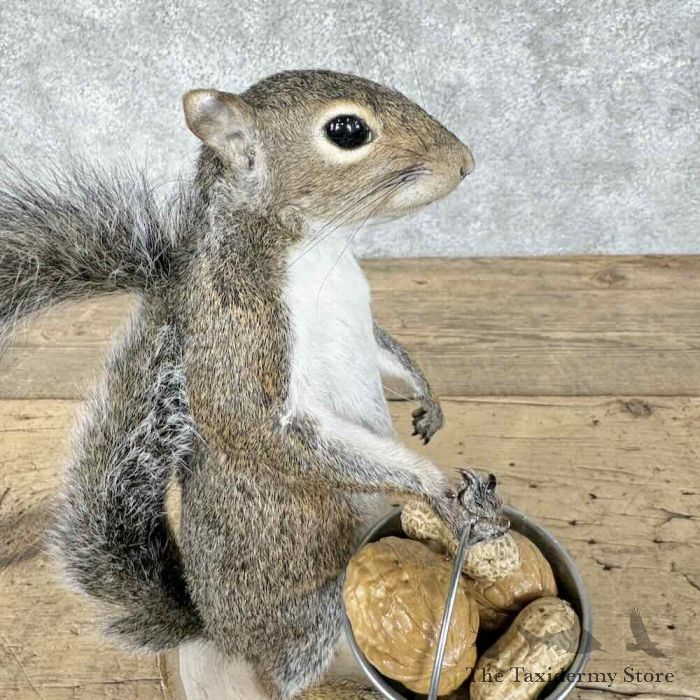 grey squirrel novelty taxidermy mount for sale grey squirrel novelty taxidermy mount for sale