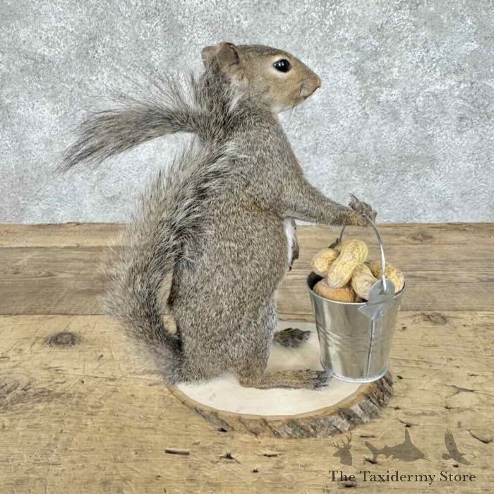 grey squirrel novelty taxidermy mount for sale grey squirrel novelty taxidermy mount for sale