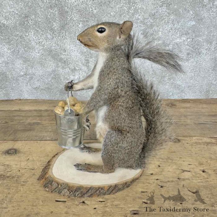grey squirrel novelty taxidermy mount for sale grey squirrel novelty taxidermy mount for sale