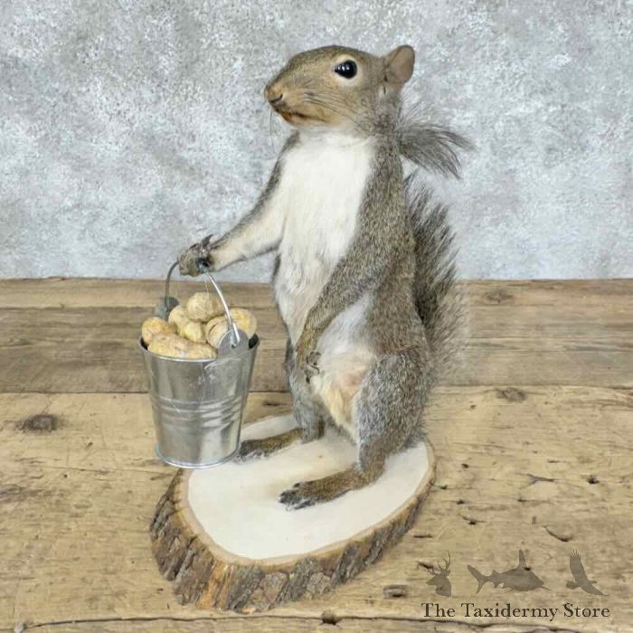 grey squirrel novelty taxidermy mount for sale grey squirrel novelty taxidermy mount for sale