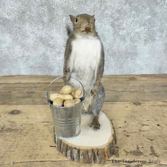 grey squirrel novelty taxidermy mount for sale grey squirrel novelty taxidermy mount for sale