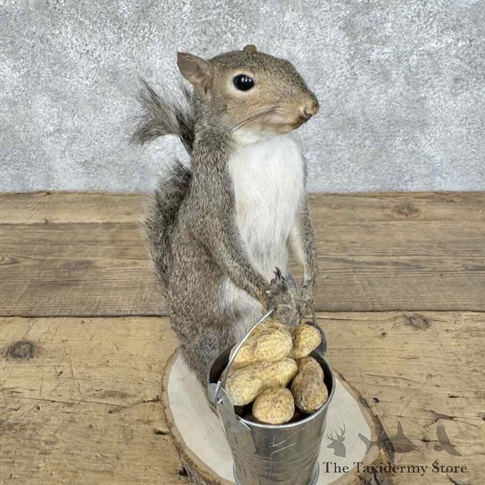 grey squirrel novelty taxidermy mount for sale grey squirrel novelty taxidermy mount for sale