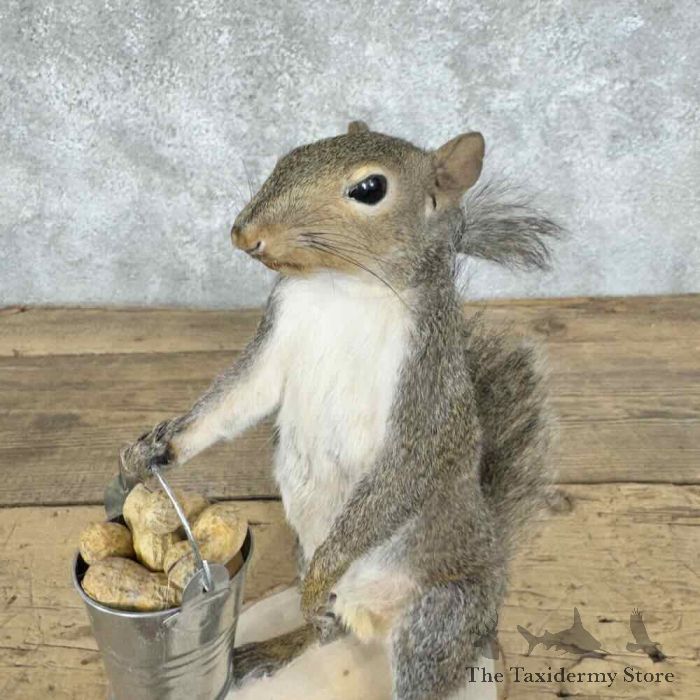 grey squirrel novelty taxidermy mount for sale grey squirrel novelty taxidermy mount for sale
