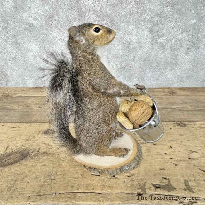 grey squirrel novelty taxidermy mount for sale grey squirrel novelty taxidermy mount for sale