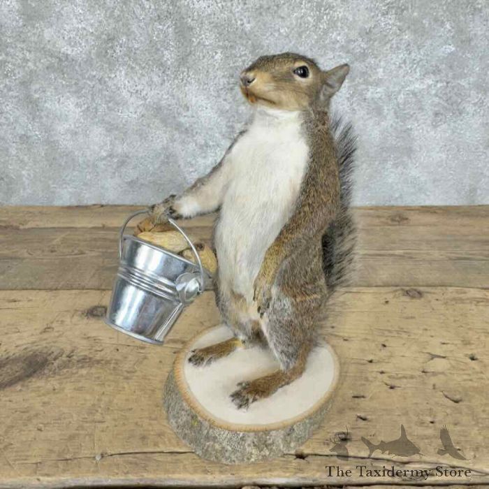 grey squirrel novelty taxidermy mount for sale grey squirrel novelty taxidermy mount for sale