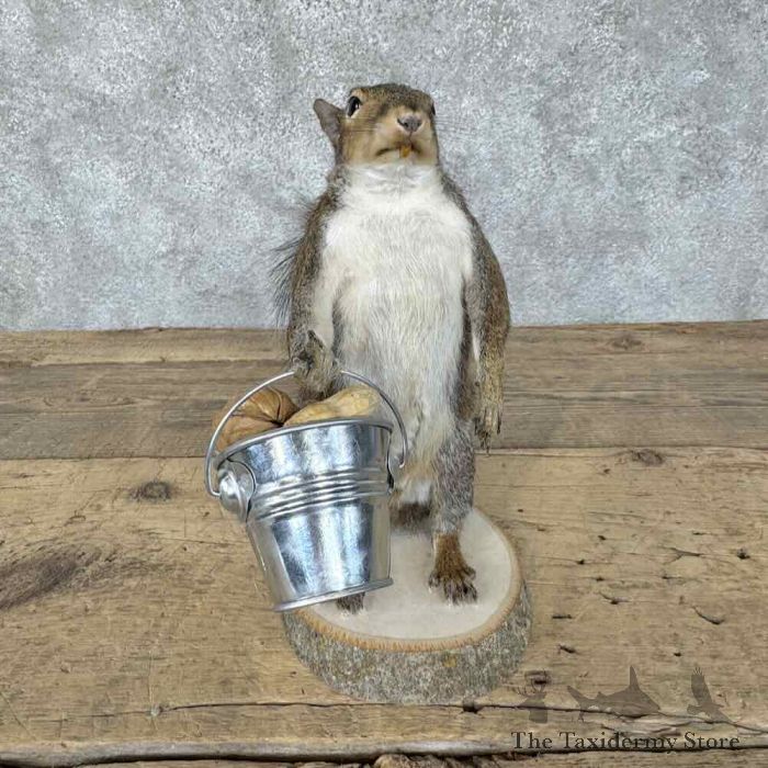 grey squirrel novelty taxidermy mount for sale grey squirrel novelty taxidermy mount for sale