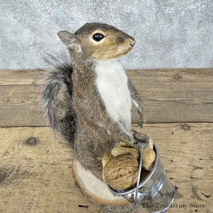 grey squirrel novelty taxidermy mount for sale grey squirrel novelty taxidermy mount for sale