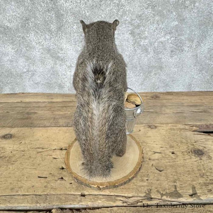 grey squirrel novelty taxidermy mount for sale grey squirrel novelty taxidermy mount for sale
