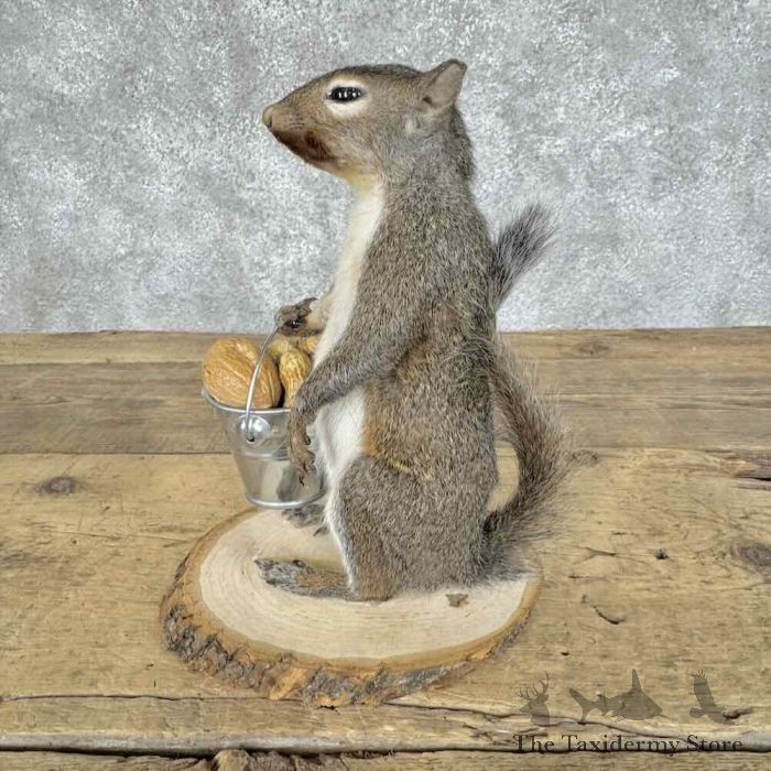 grey squirrel novelty taxidermy mount for sale grey squirrel novelty taxidermy mount for sale