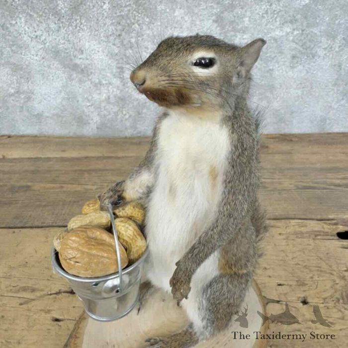 grey squirrel novelty taxidermy mount for sale grey squirrel novelty taxidermy mount for sale