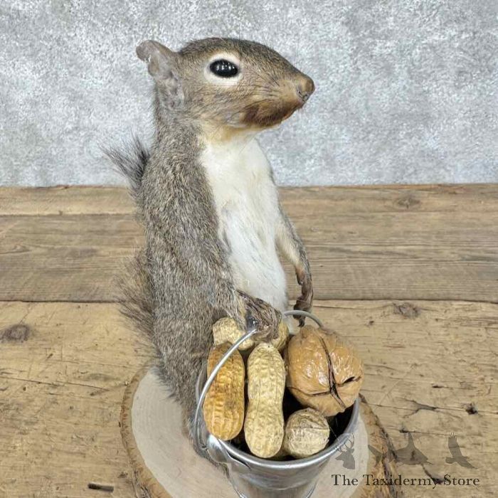 grey squirrel novelty taxidermy mount for sale grey squirrel novelty taxidermy mount for sale