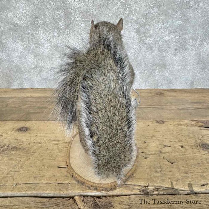 grey squirrel novelty taxidermy mount for sale grey squirrel novelty taxidermy mount for sale