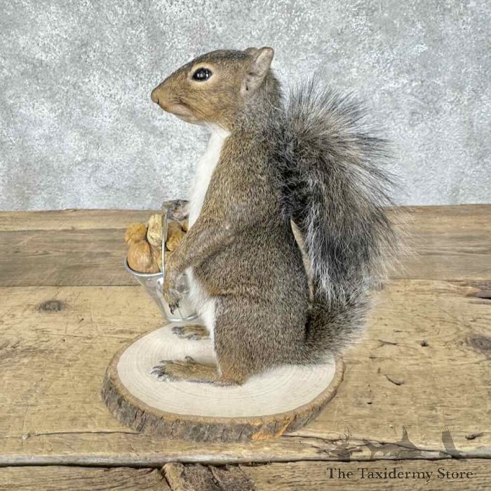 grey squirrel novelty taxidermy mount for sale grey squirrel novelty taxidermy mount for sale