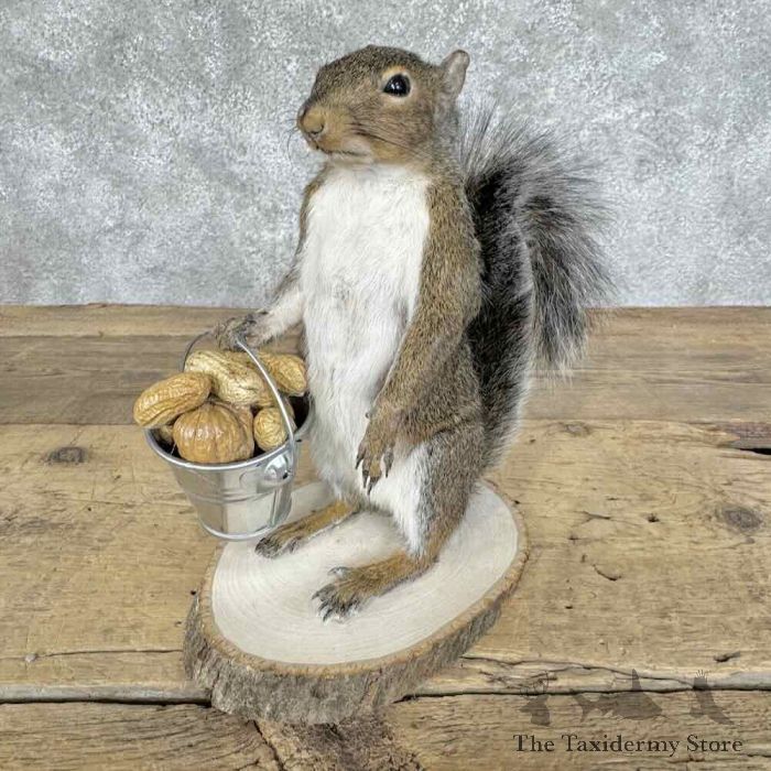 grey squirrel novelty taxidermy mount for sale grey squirrel novelty taxidermy mount for sale