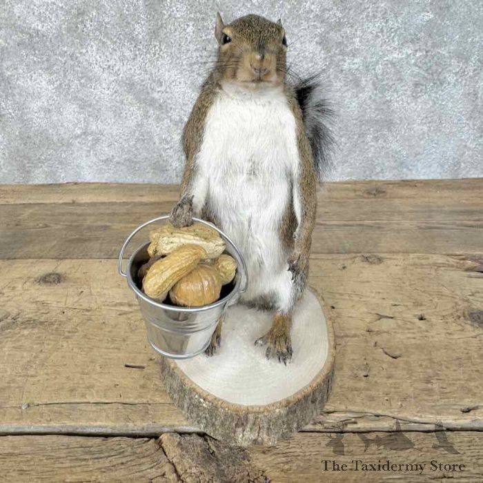 grey squirrel novelty taxidermy mount for sale grey squirrel novelty taxidermy mount for sale