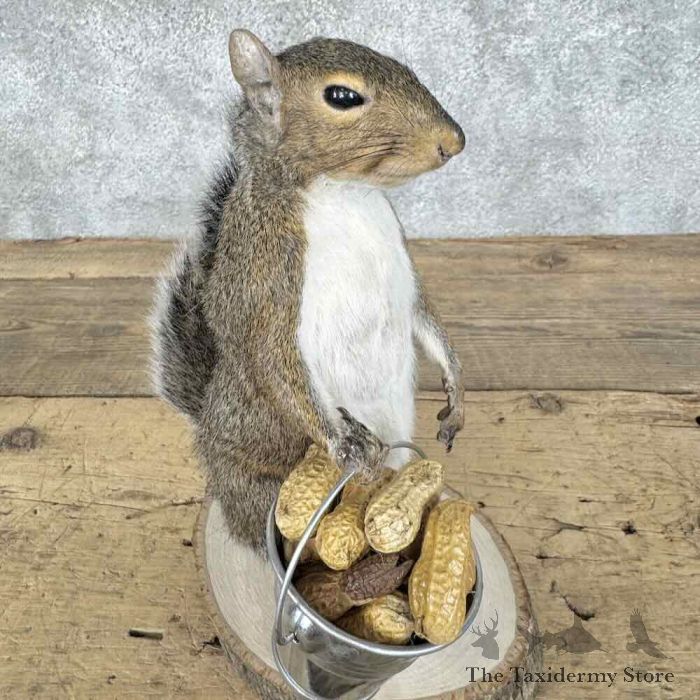 grey squirrel novelty taxidermy mount for sale grey squirrel novelty taxidermy mount for sale