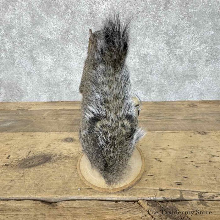 grey squirrel novelty taxidermy mount for sale grey squirrel novelty taxidermy mount for sale