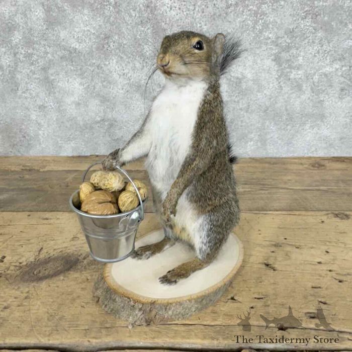 grey squirrel novelty taxidermy mount for sale grey squirrel novelty taxidermy mount for sale